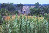 Trulo surrounded by vegetation