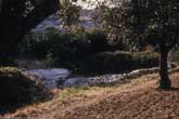 Fano landscape with trees