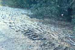 Rows of bundled twigs on the grass