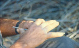 Closeup of hands splitting cane for making baskets